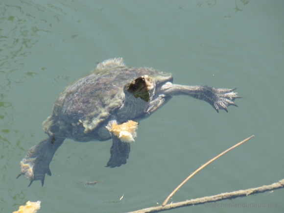 Schildkröten im Lake Kaiafas, Peloponnes, Griechenland